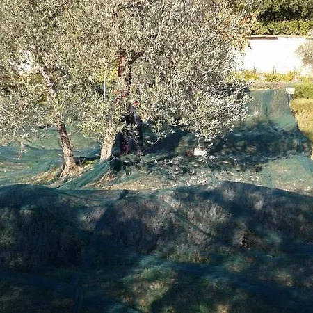 Le Valli Lavanda *